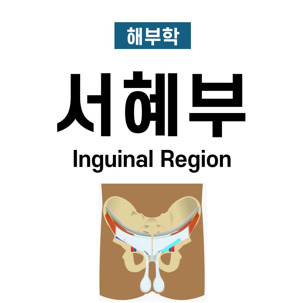 서혜부 해부학 (Inguinal Region)