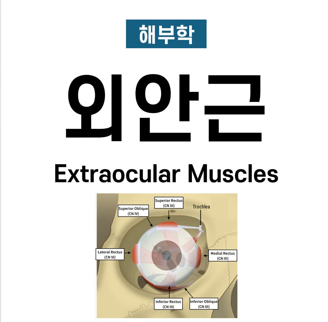외안근 (Extraocular Muscles)