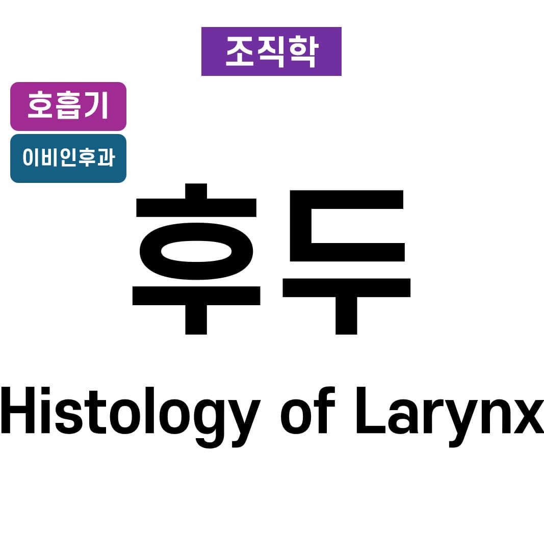 후두 조직학 (Histology of Larynx)