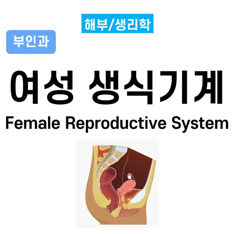 여성 생식기계 (Female Reproductive System)