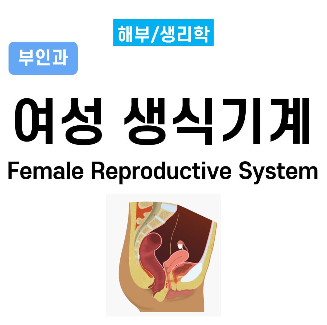 여성 생식기계 (Female Reproductive System)