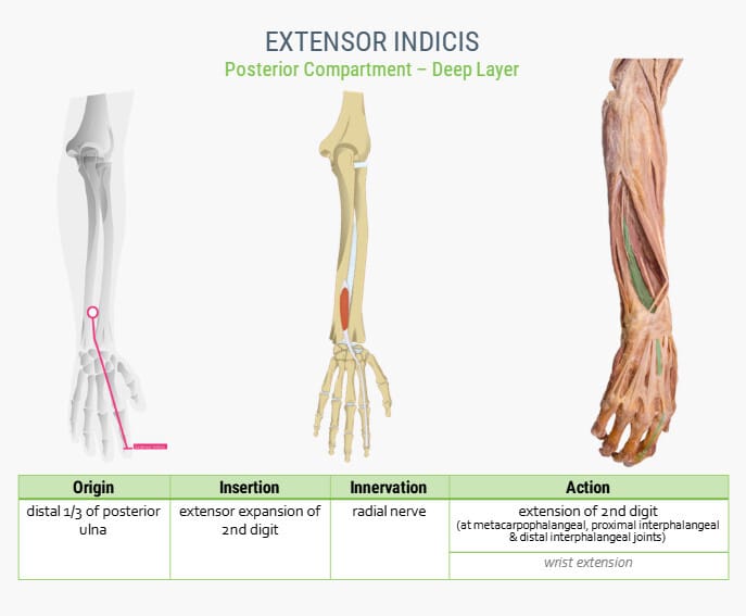 전완근 (Forearm muscles) - 의학당