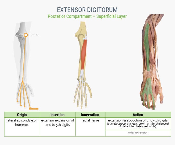 전완근 (Forearm muscles) - 의학당