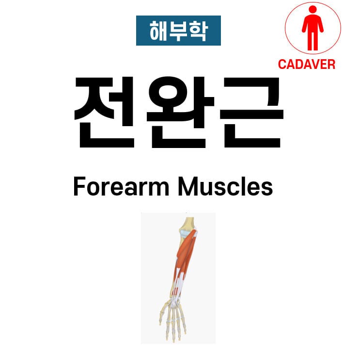 전완근 (Forearm muscles)