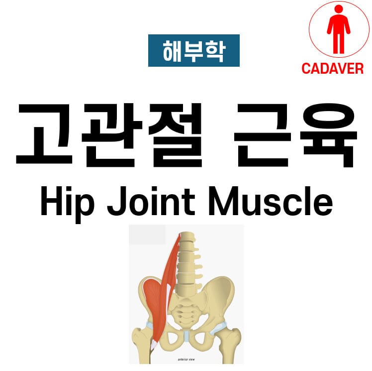 고관절 근육 (Hip Joint Muscle)