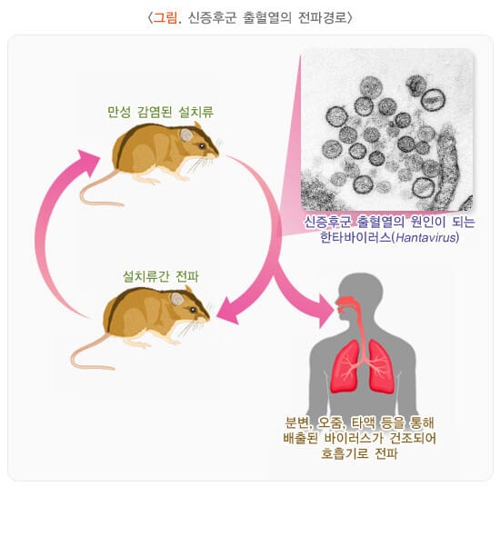 신증후군 출혈열의 전파 경로 모식도