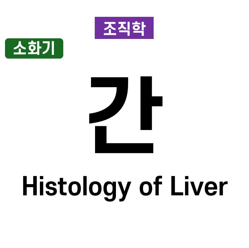 간의 조직학 (Histology of Liver)