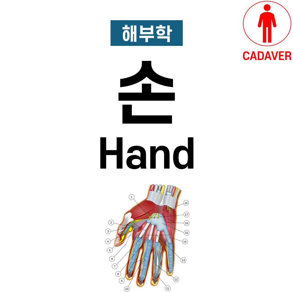 손 해부학 (Hand Anatomy)
