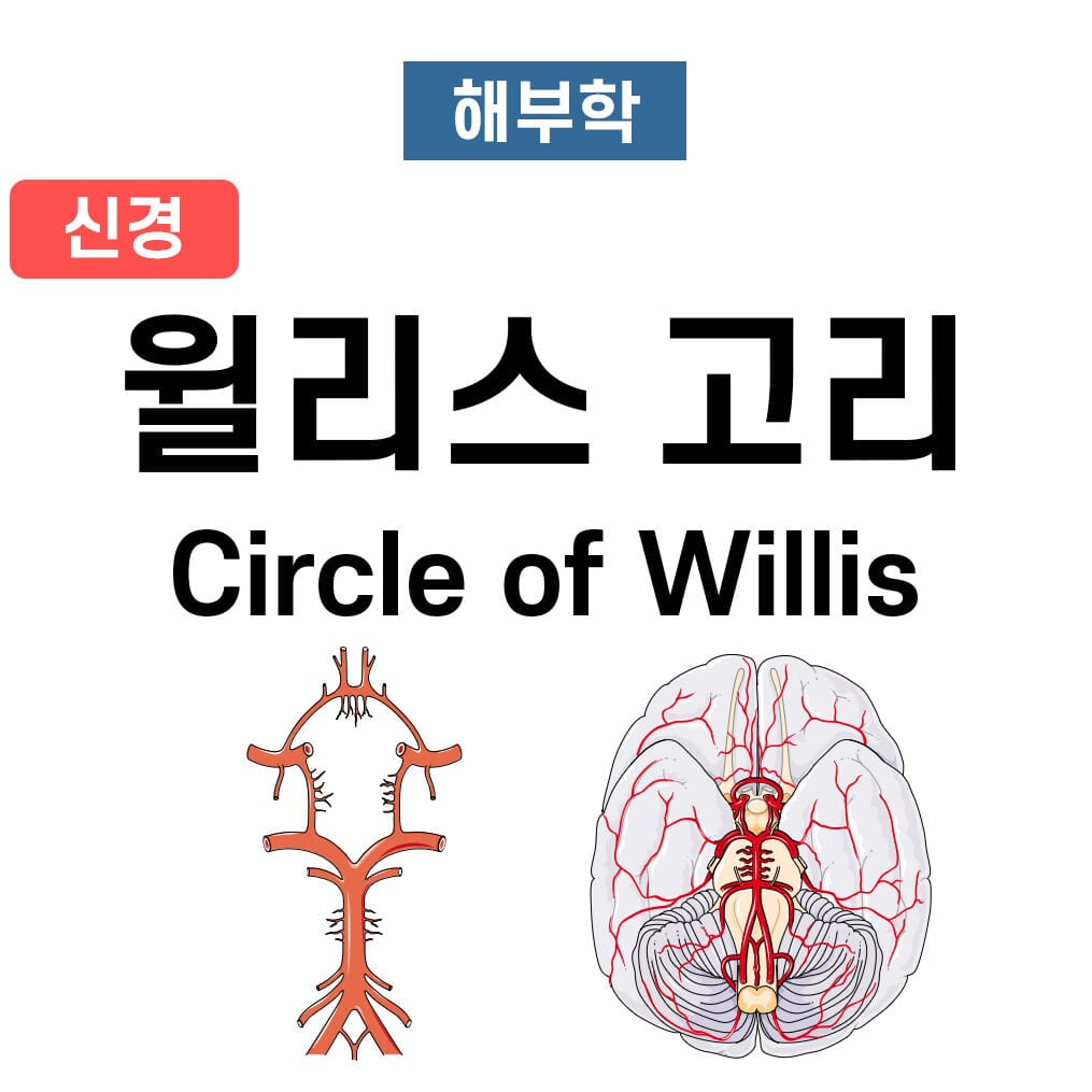 윌리스 고리 (Circle of Willis)