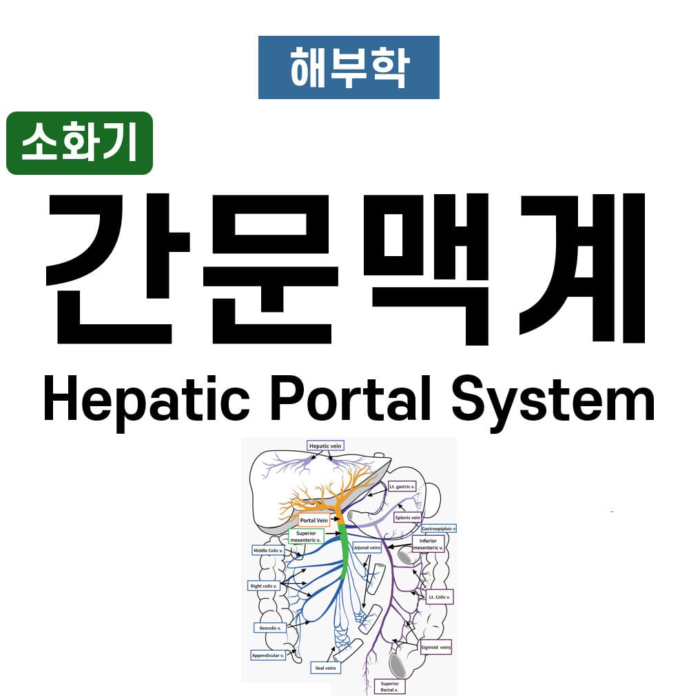 간문맥계 (Hepatic Portal System)