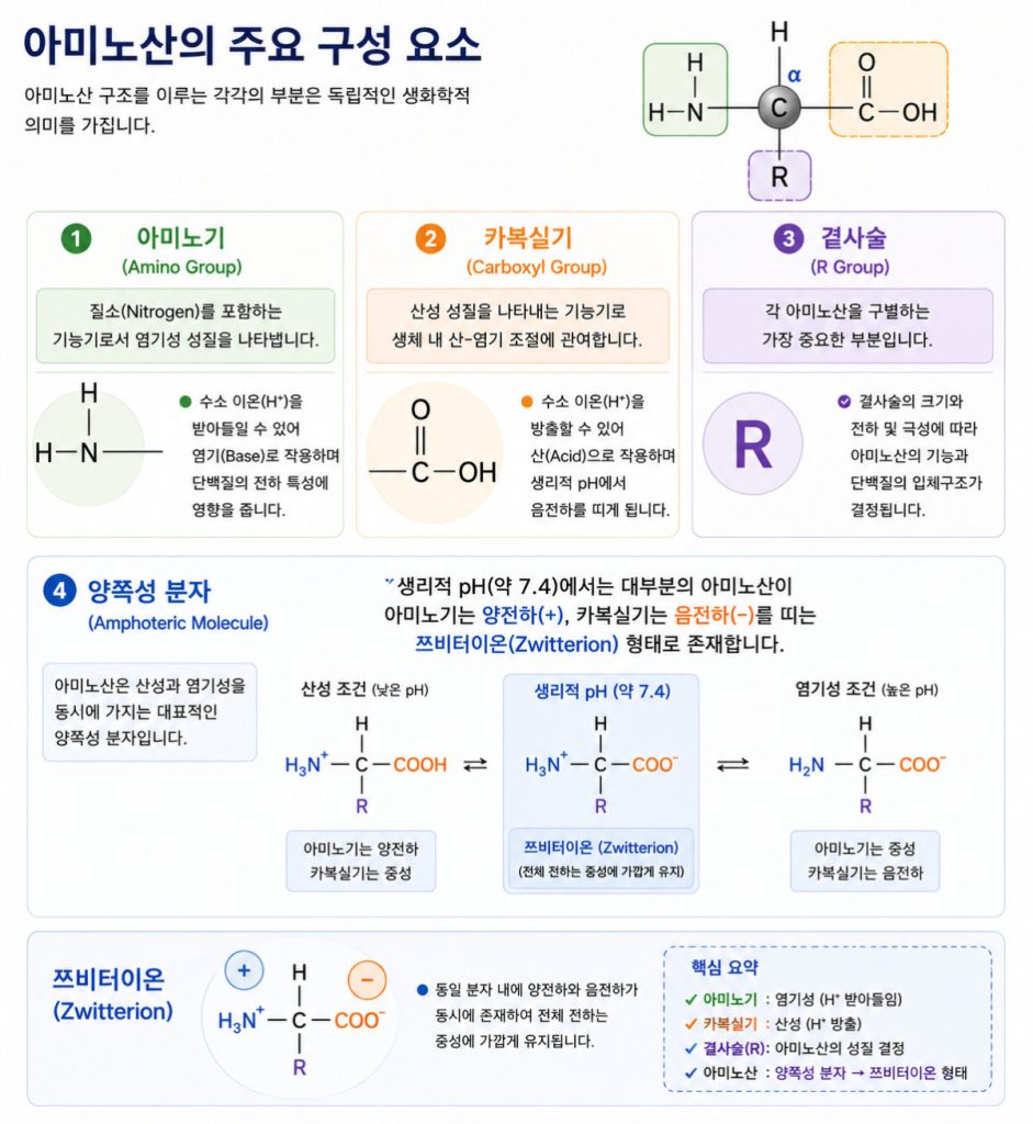 아미노산(Amino Acids)의 구조와 분류