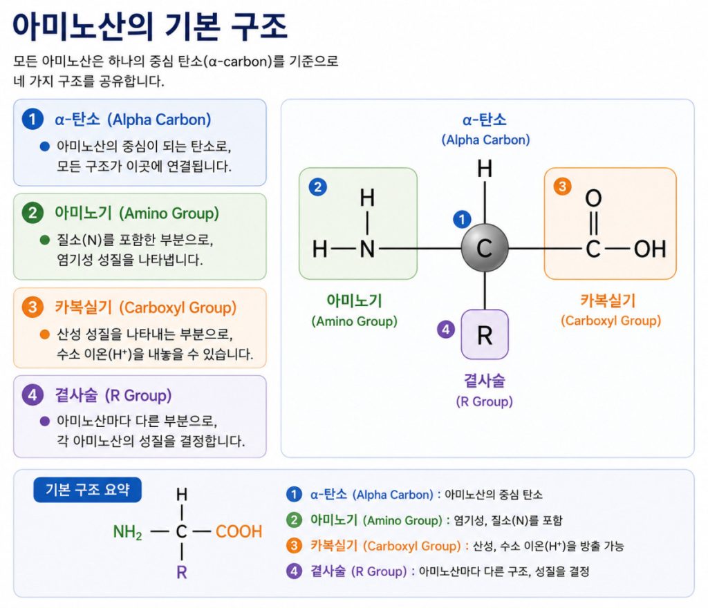 아미노산(Amino Acids)의 구조와 분류