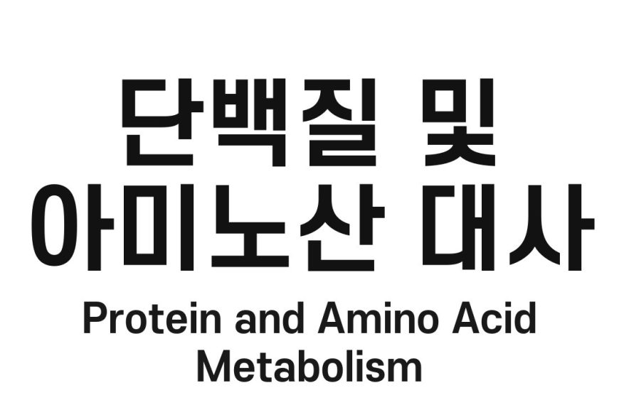 단백질 및 아미노산 대사(Protein and Amino Acid Metabolism)