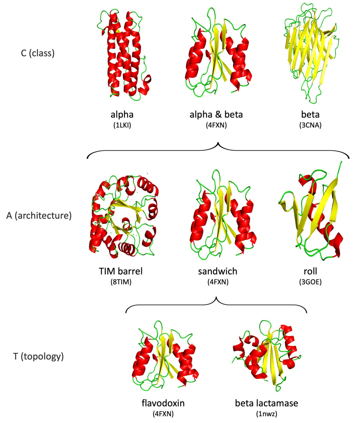 단백질(Proteins)