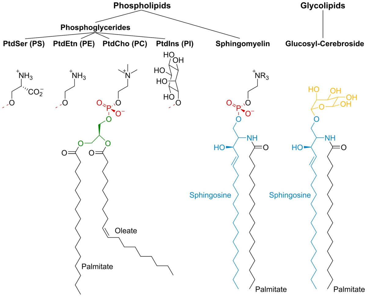 지질(Lipids)