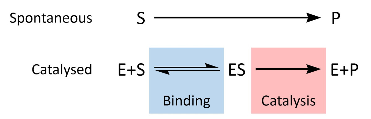 효소의 작용 메커니즘(Enzyme Mechanism)
